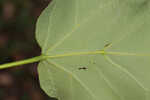 Southern catalpa